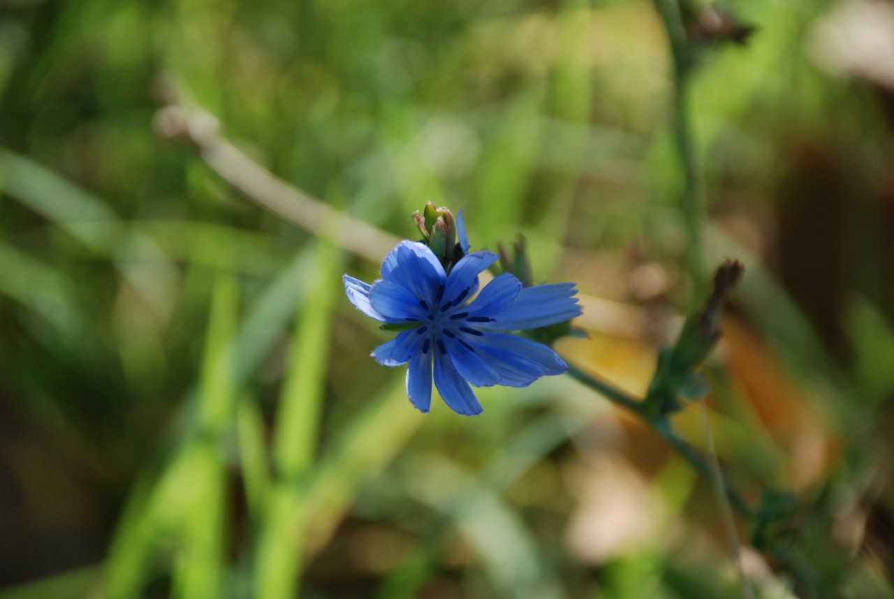 Cichorium intybus e Galega officinalis