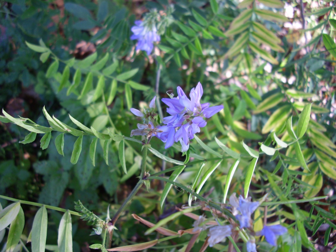 Cichorium intybus e Galega officinalis