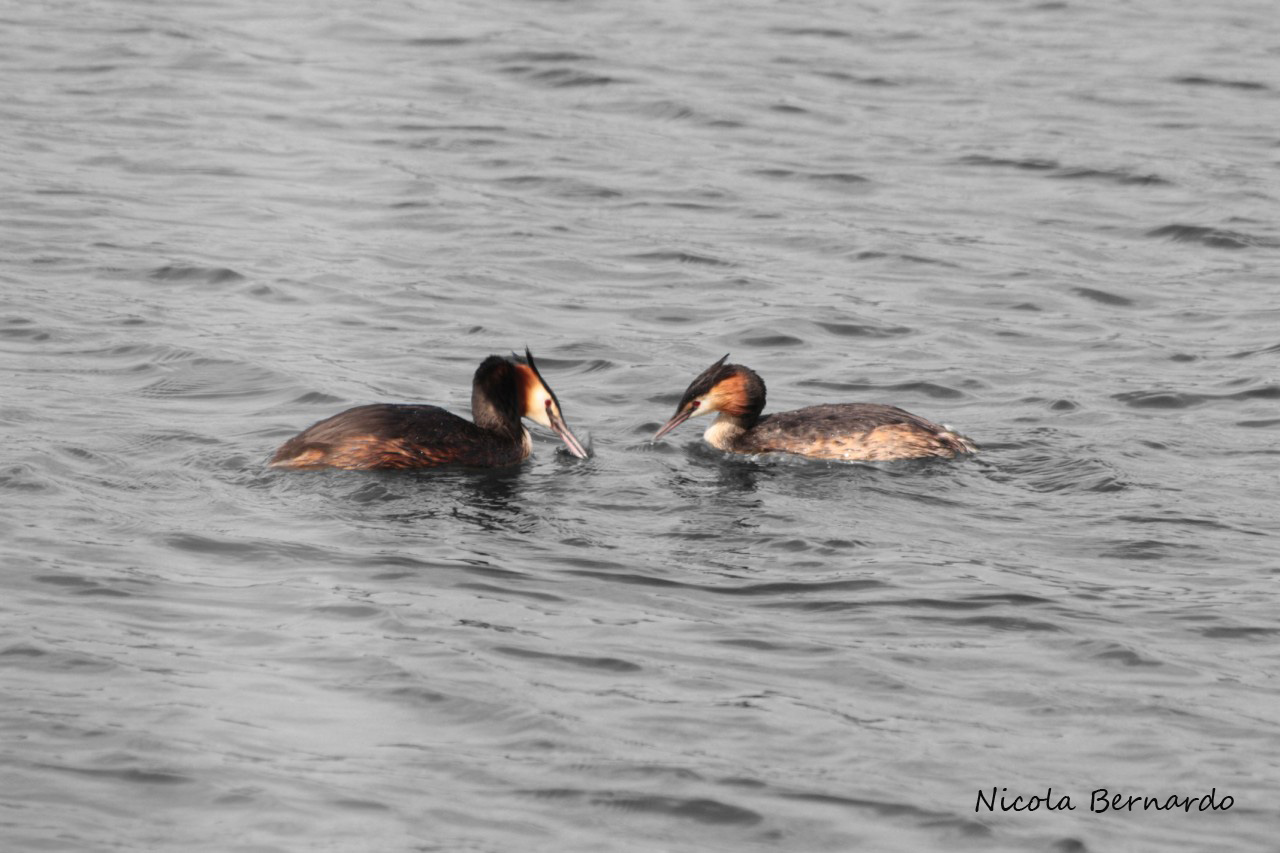 Svasso maggiore - Podiceps cristatus