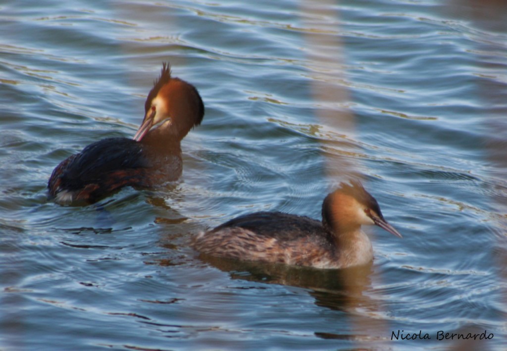 Svasso maggiore - Podiceps cristatus