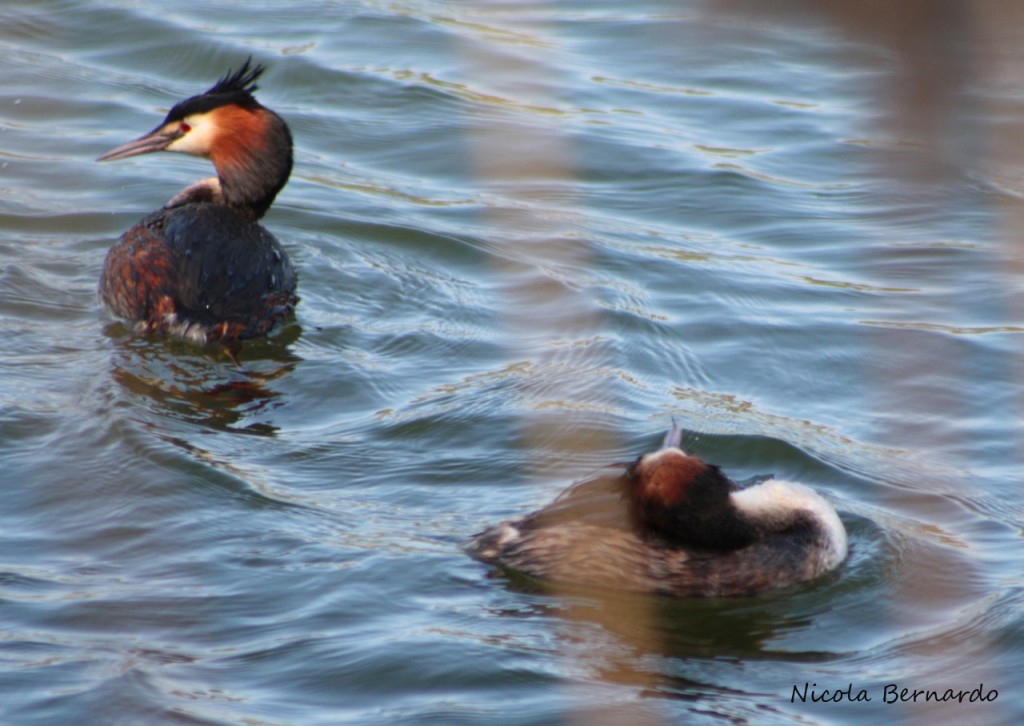 Svasso maggiore - Podiceps cristatus