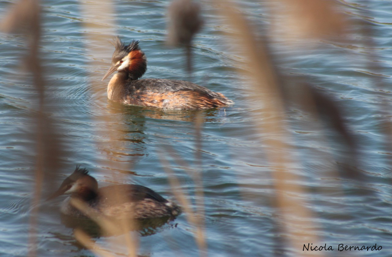 Svasso maggiore - Podiceps cristatus