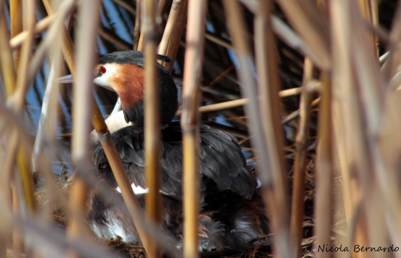 Svasso maggiore - Podiceps cristatus