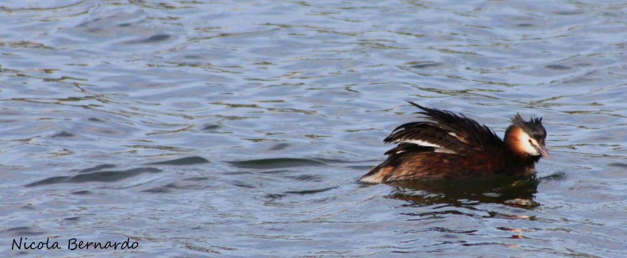 Svasso maggiore - Podiceps cristatus