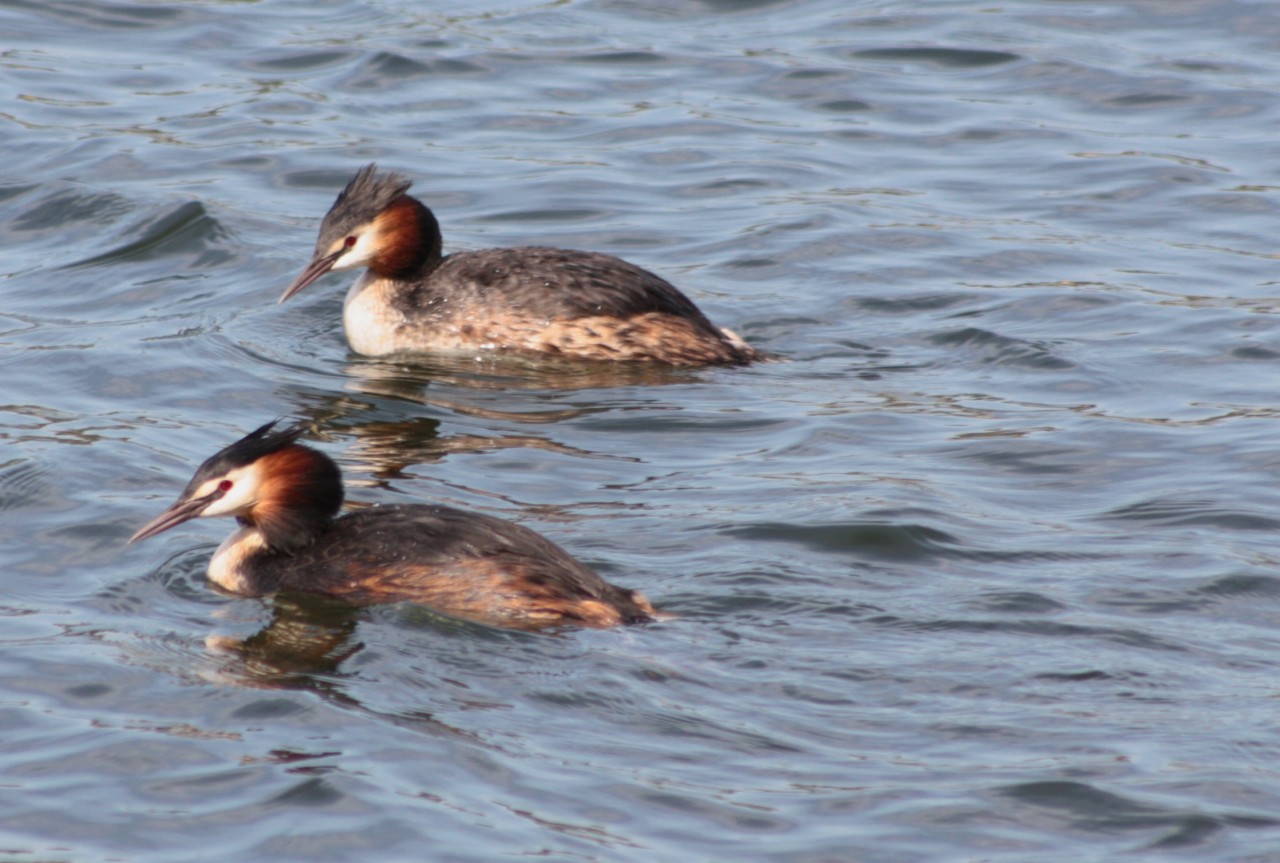 Svasso maggiore - Podiceps cristatus