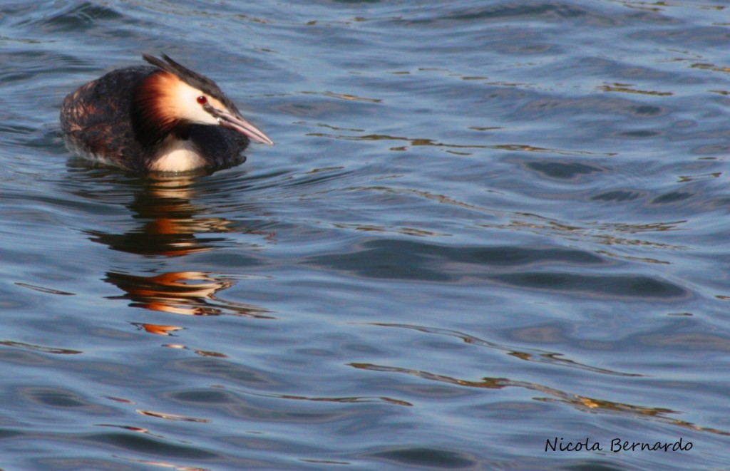 Svasso maggiore - Podiceps cristatus