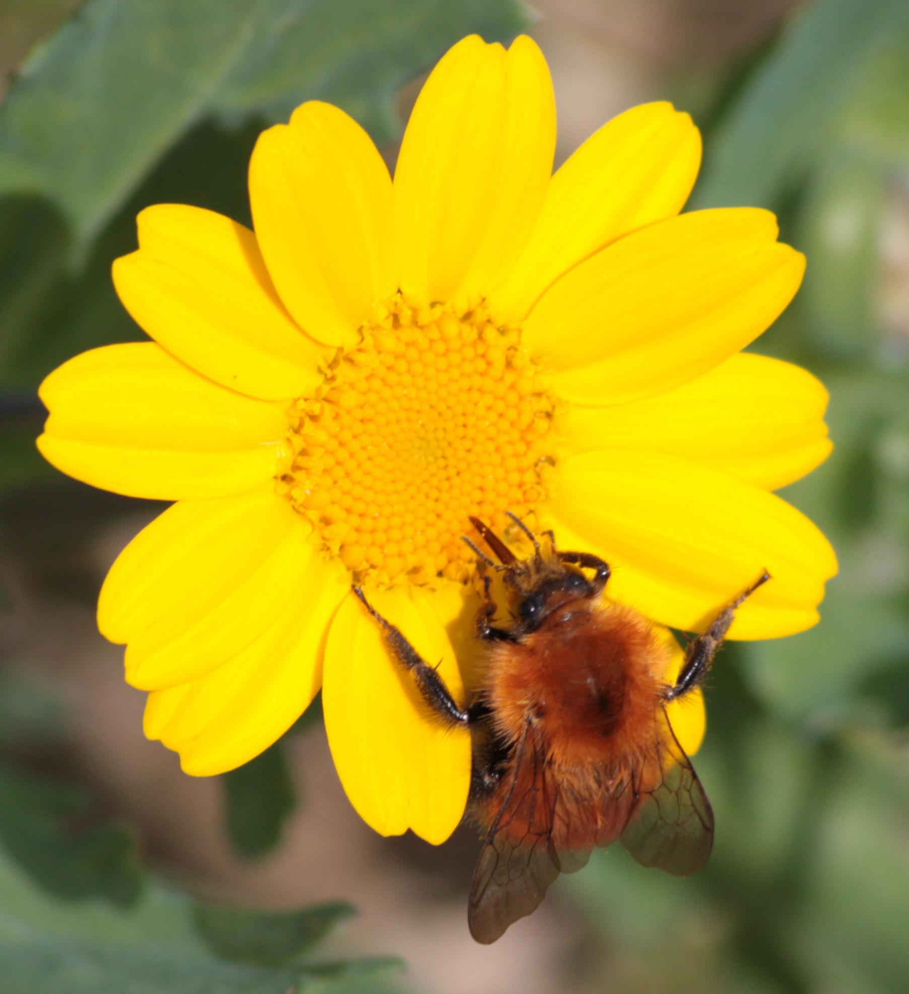 Bombus, possibile Bombus pascuorum