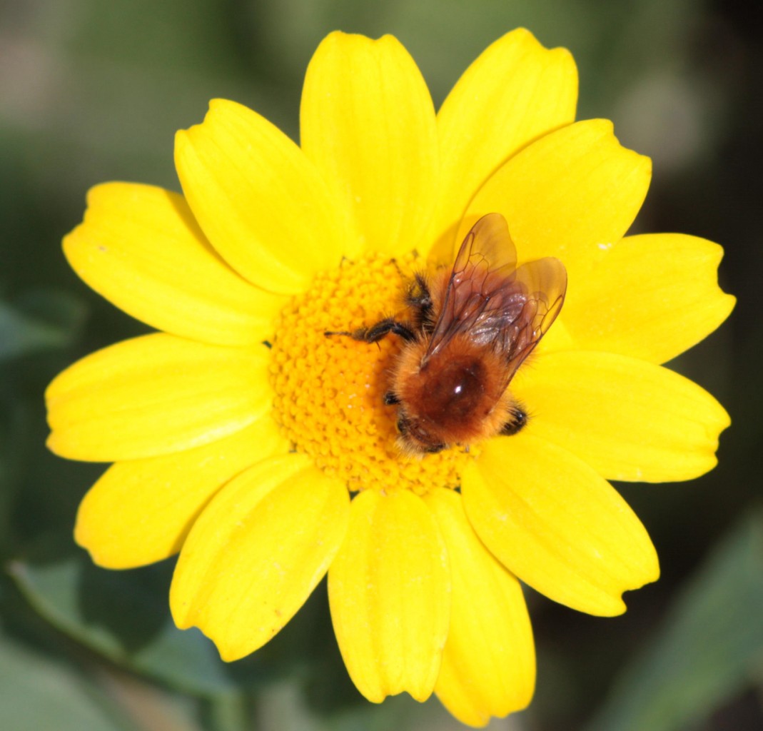 Bombus, possibile Bombus pascuorum