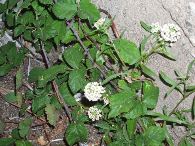 Lobularia maritima