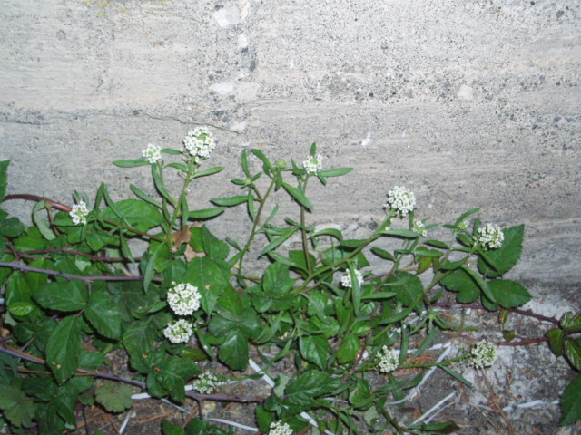 Lobularia maritima