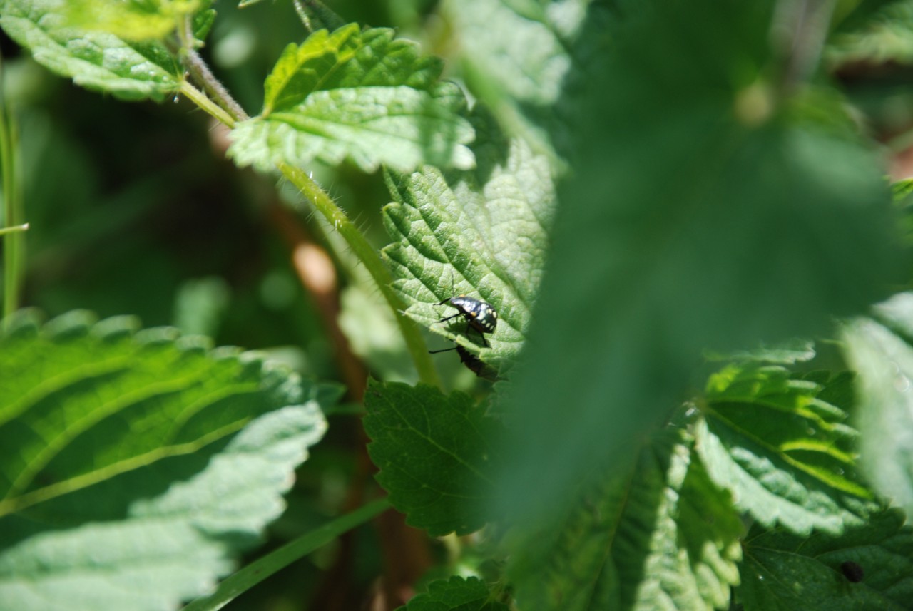 Possibile determinarlo? Nezara viridula (neanide)