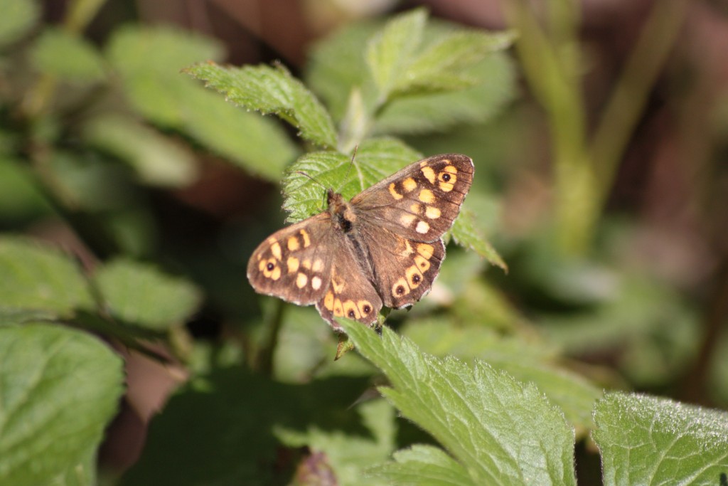 Lasiommata sp?? - No Pararge aegeria