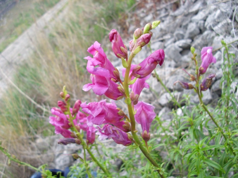 Antirrhinum majus / Bocca di leone comune