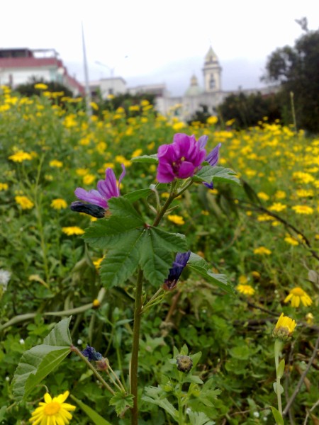 Malva nicaeensis e M. sylvestris