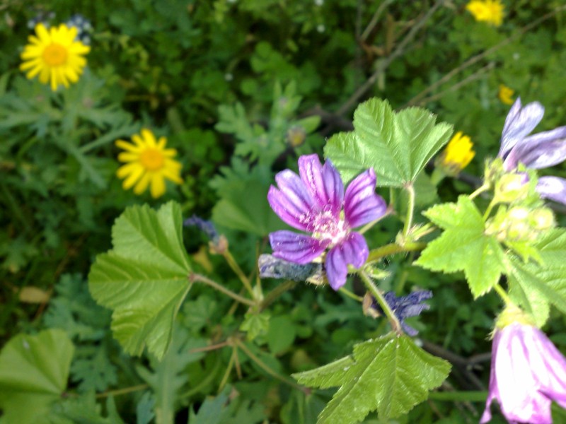 Malva nicaeensis e M. sylvestris