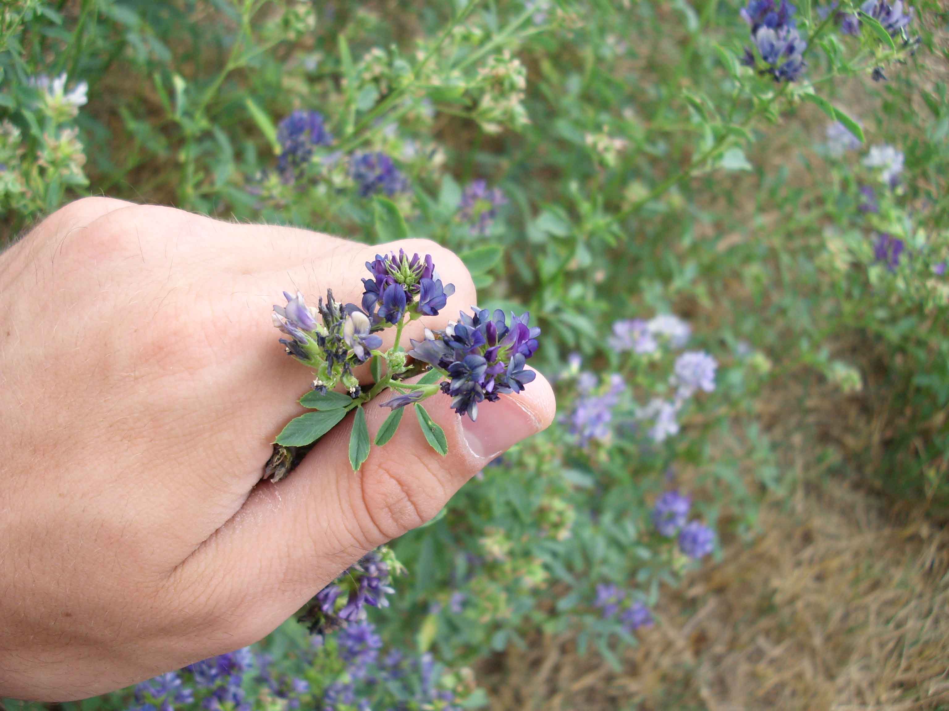 Medicago sativa / Erba medica