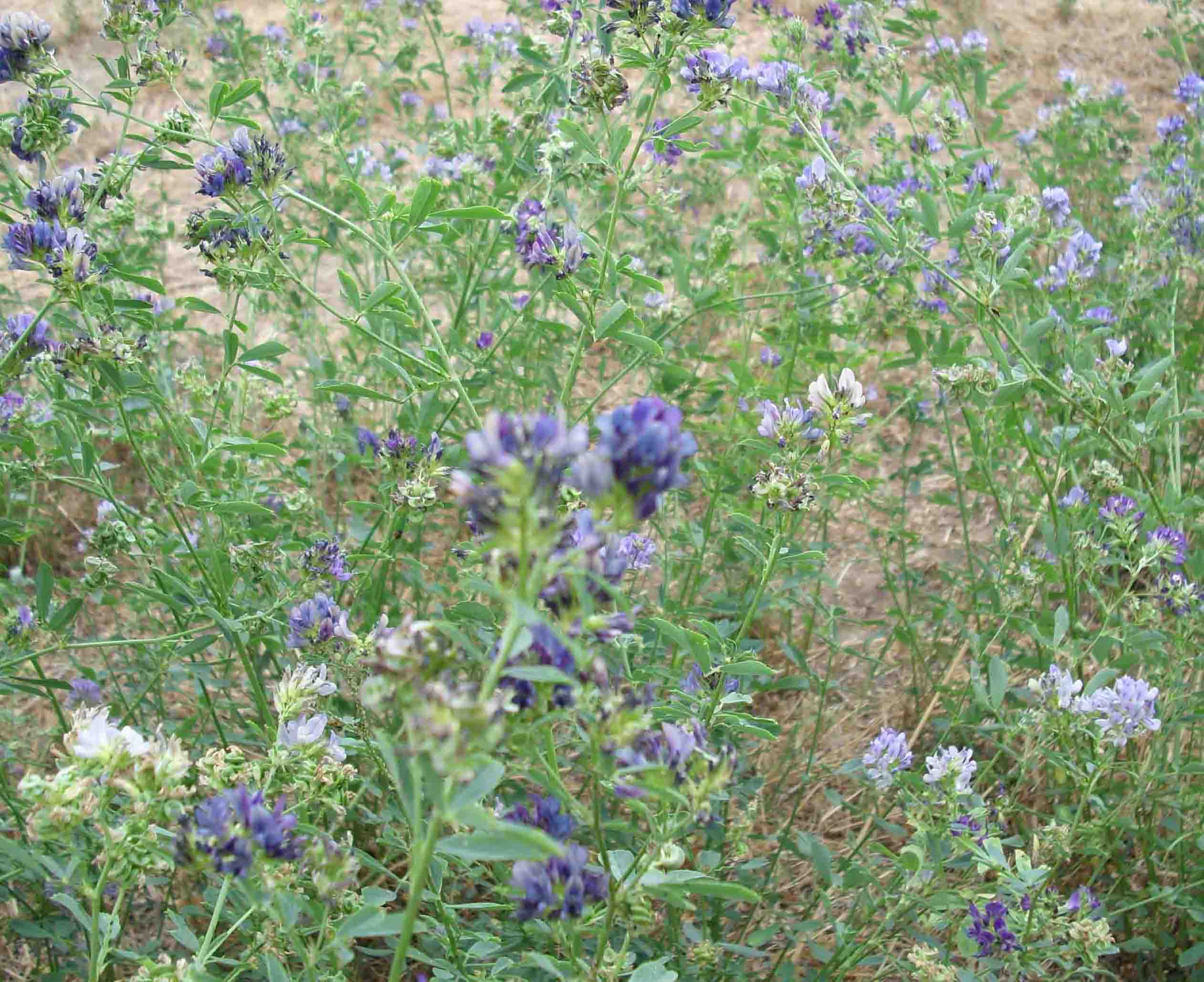 Medicago sativa / Erba medica