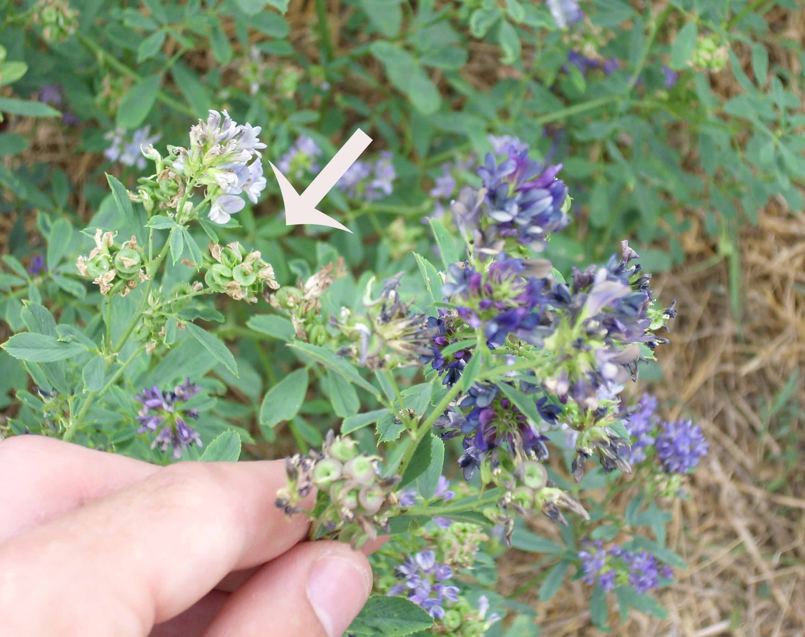 Medicago sativa / Erba medica