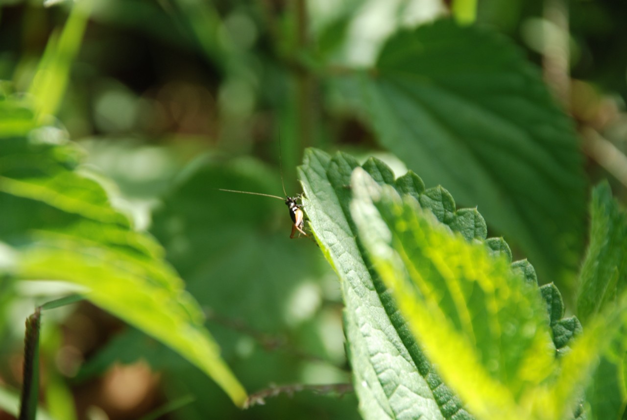 Possibile determinarlo? - Trigonidium cicindeloides