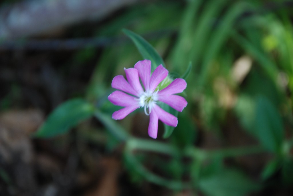 Silene dioica