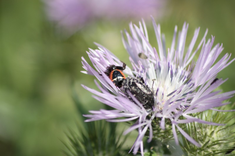 Synaema globosum