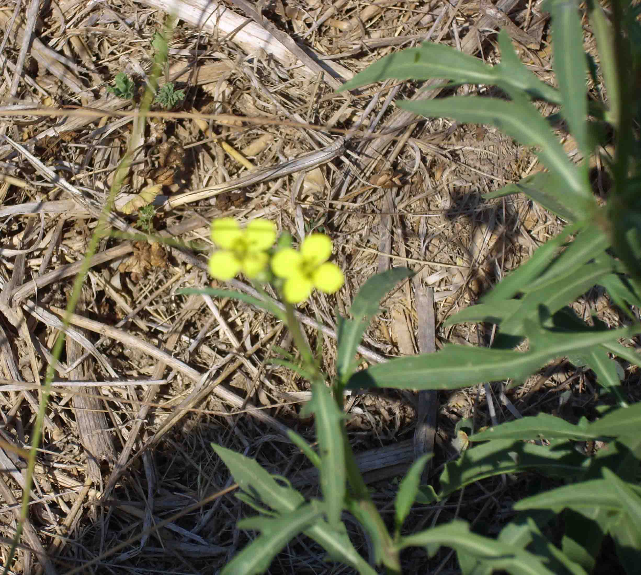 Ruchetta selvatica?