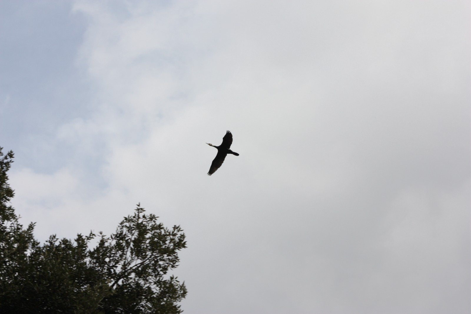 Uccello in volo