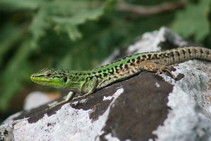 Lucertola campestre (Capraia)