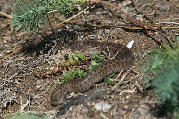 Vipera di orsini