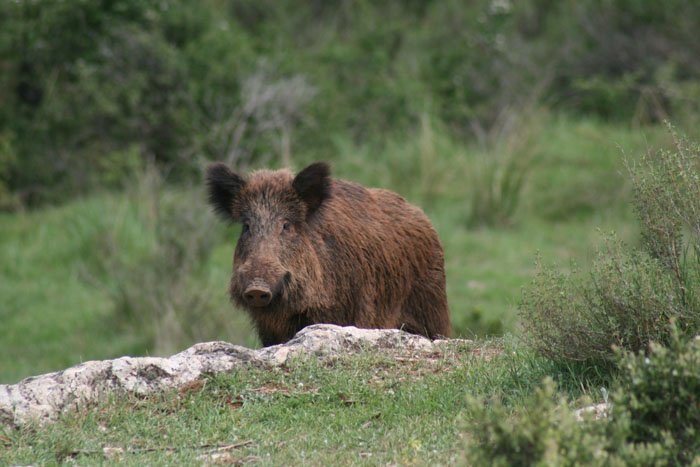 Cinghiale - Andalusia