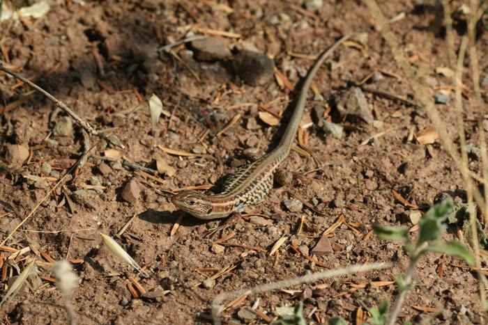 Identificazione lucertole