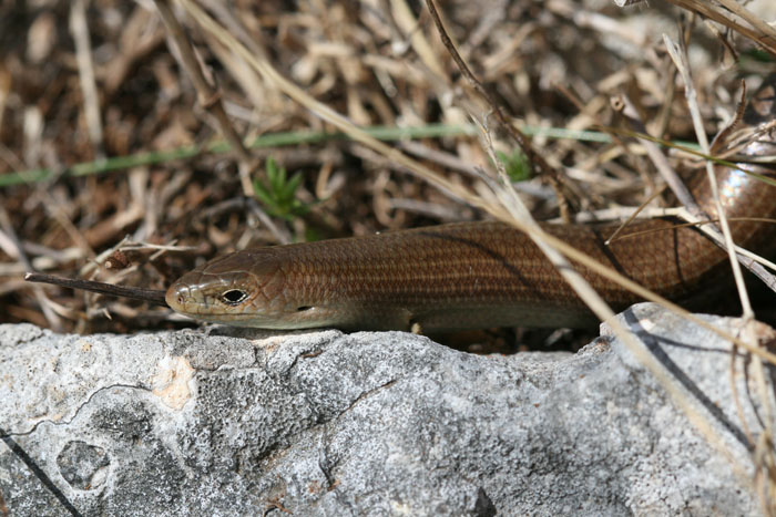 escursione in alta murgia