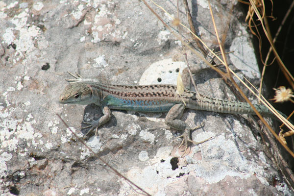 Podarcis peloponnesiaca.maschio