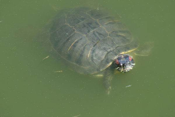 Trachemys scripta