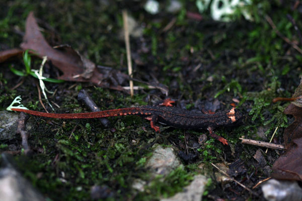 salamandrina - Salamandrina terdigitata