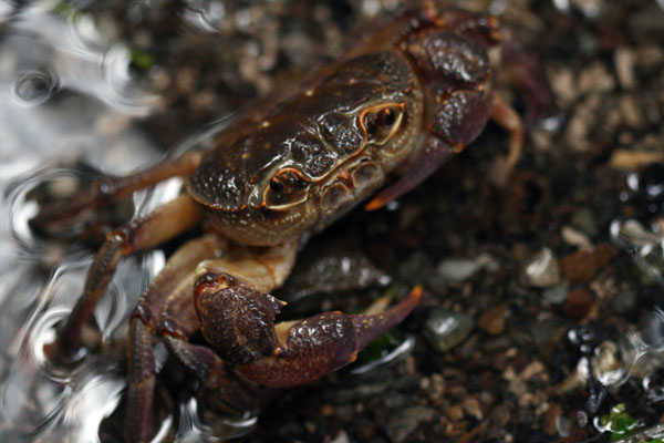 Granchio di fiume Potamon fluviatile