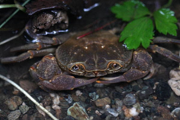 Granchio di fiume Potamon fluviatile