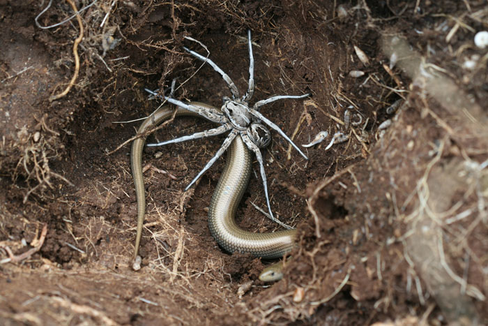 Lycosa sp.