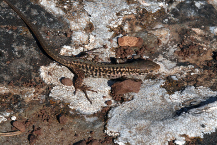 Identificazione lucertole