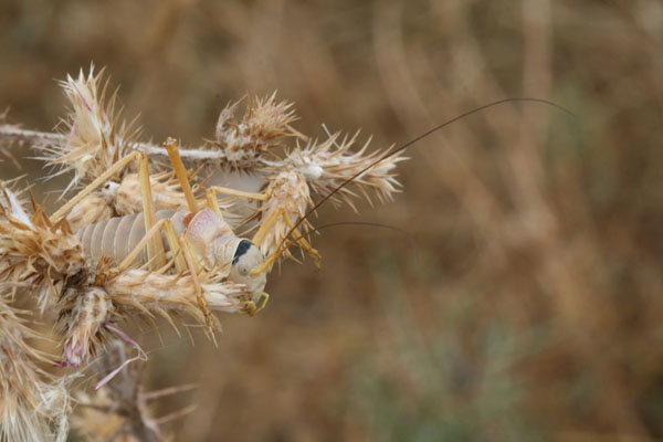 Mimetismo: Ephippiger cfr. apulus