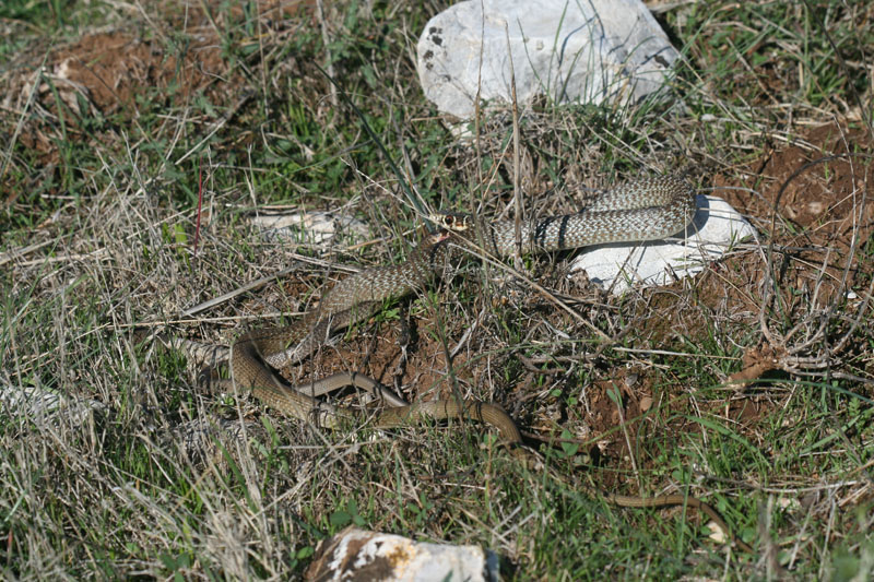 Cannibalismo: Biacco grande mangia biacco piccolo!