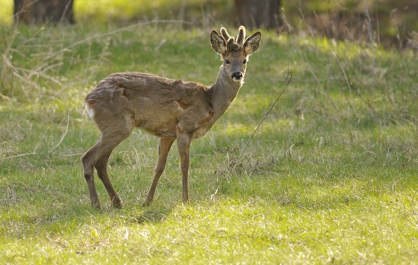 Capriolo ferito?