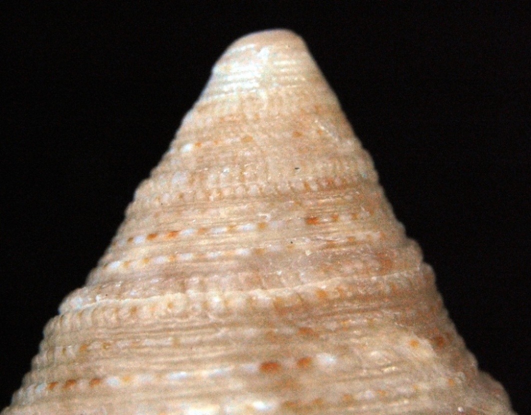 Trochidae