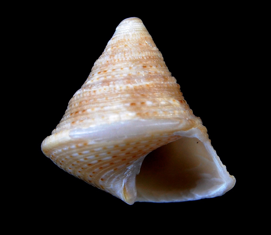 Trochidae