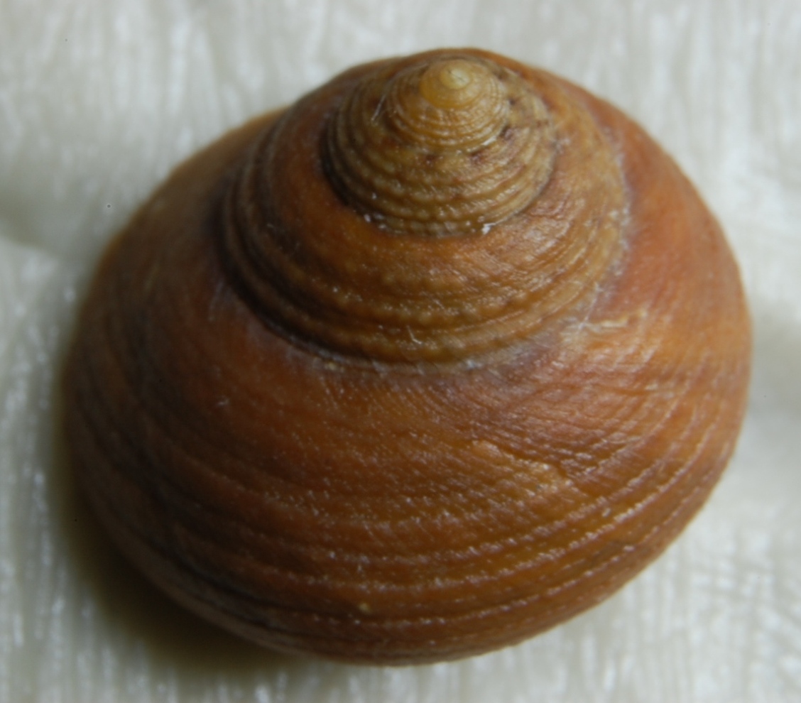 Trochidae