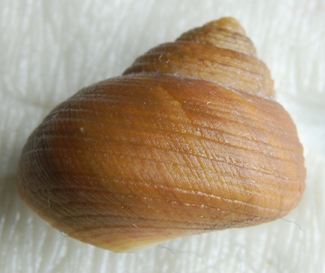 Trochidae