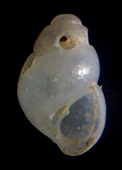 Odostomia nardoi?