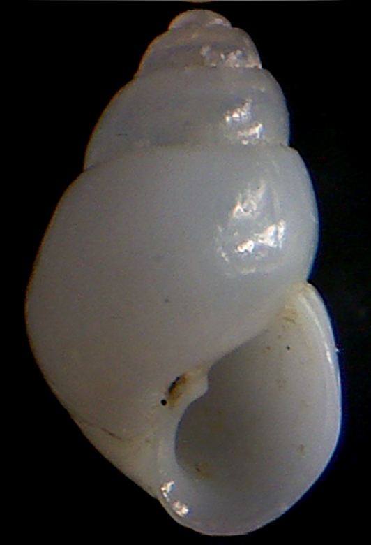 Odostomia angusta 2 ?