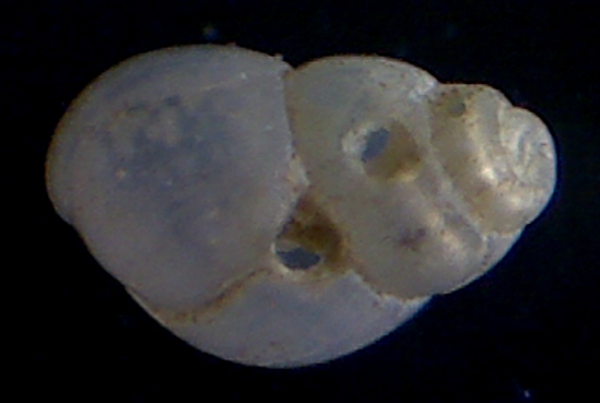 Odostomia nardoi?