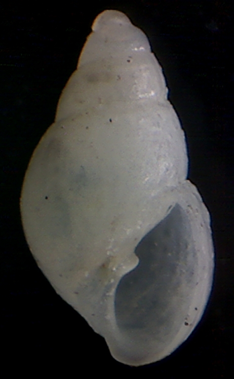 Odostomia angusta ?